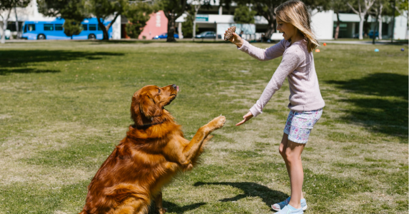 Which Dog Matches Your Lifestyle? Take the Quiz!